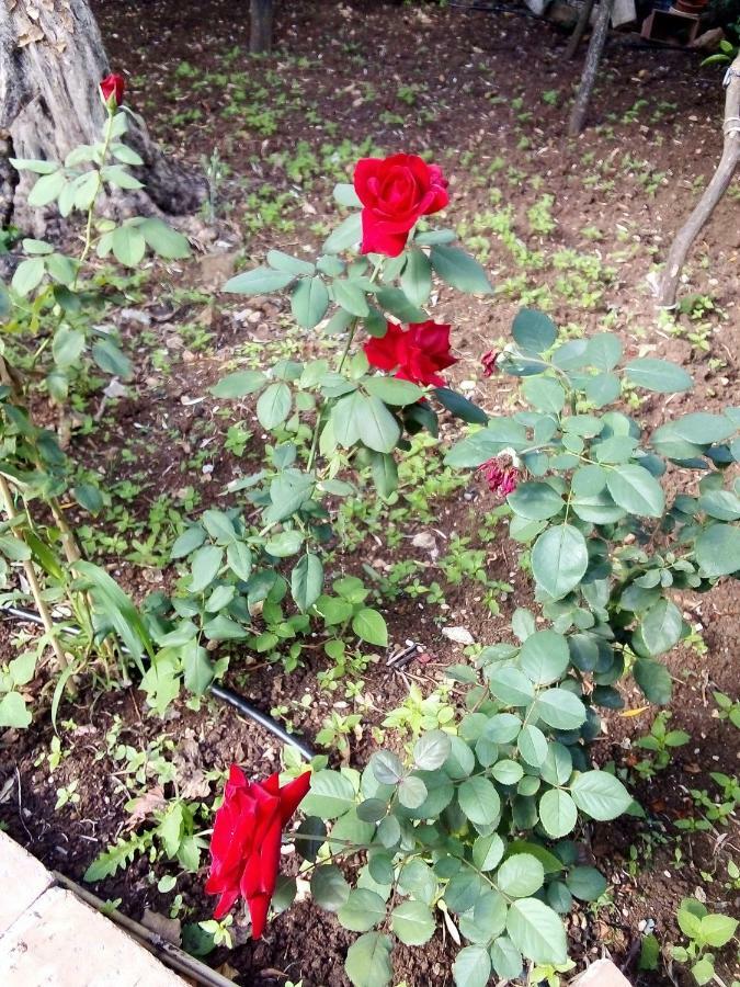 Il Giardino Di Hyccara Villa Carini Eksteriør billede